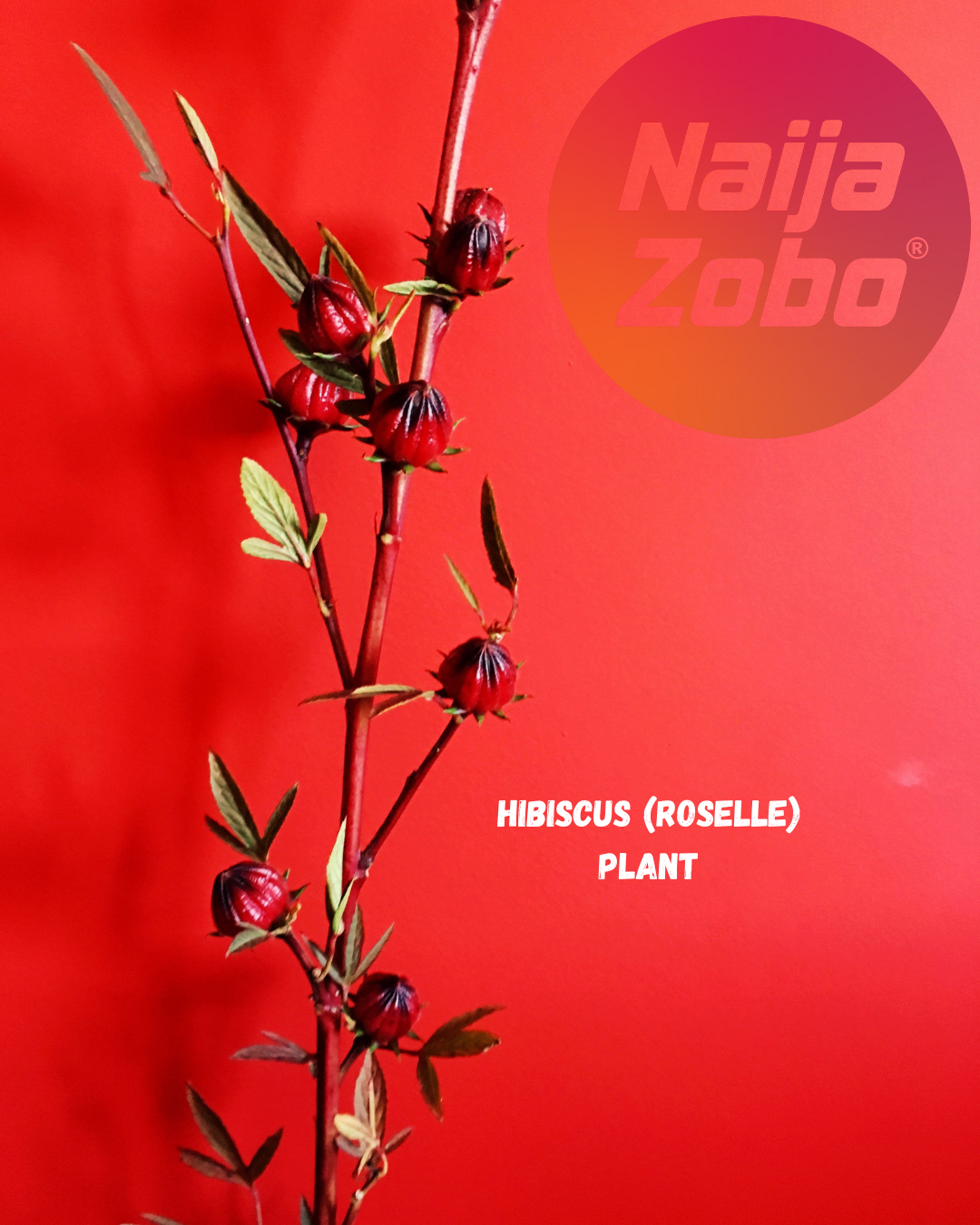 Naija Zobo
